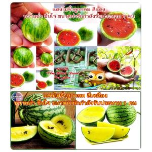 - แตงโมจิ๋ว