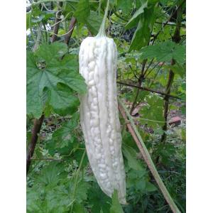 มะระ นานาพันธุ์ Gourd