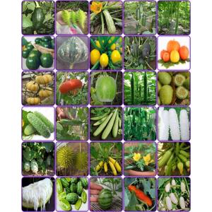 ตระกูลแตง พันธุ์แปลก