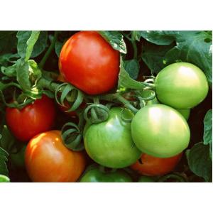 มะเขือเทศ