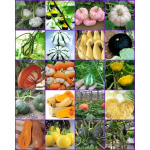 ฟักทอง ทั่วโลก