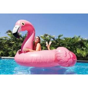 แพนกฟลามิงโก้