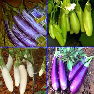 มะเขือ ยาว