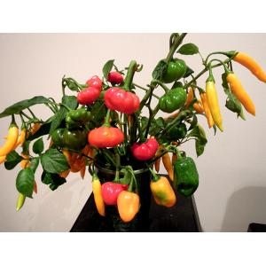 พริก หลากหลายสายพันธุ์