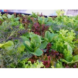 ผักสลัด