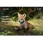 PARD NV008 อินฟราเรด Night Vision Scope WIFI APP 6.5-12X IR Night Vision Riflescope 5 W 850nm NV Monocular ปรับ Picatiny