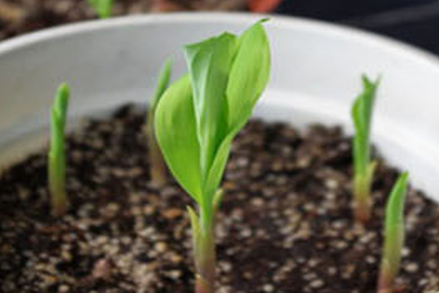 หัวดอกดอกหยาดหิมะ (Snow Drop) หรือ ดอกไม้แห่งความหวัง (Flower of Hope)