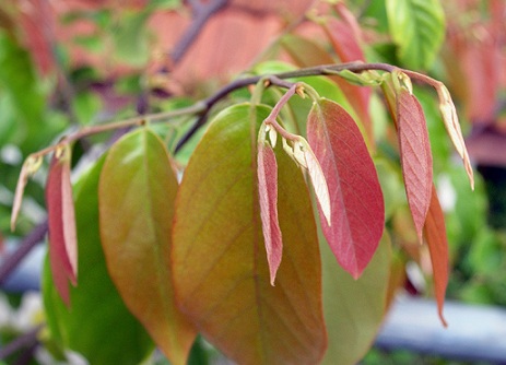 สายหยุด แดง