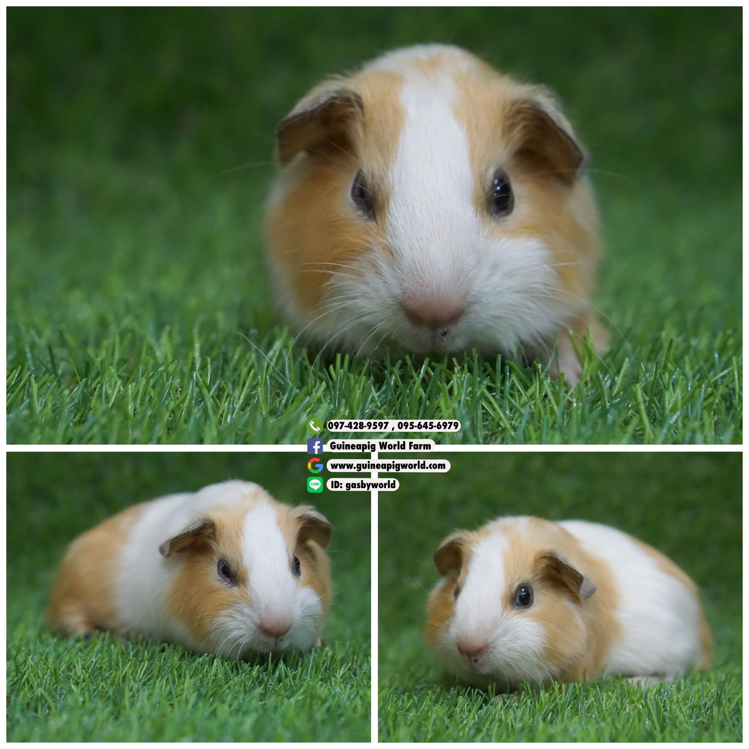 AM0813 American/ผู้/โบรกเค่นครีม/ขนซาตินเงาวิบวับ/พ่อแม่นำเข้า/น่ารักกินเก่งน่ารักแข็งแรง/ราคา3,800(ปกติ6,800)ชอบโอนจองก่อนได้ก่อนทักไลน์ gasbyworld แจ้งข้อความน้องพร้อมย้ายบ้านค่