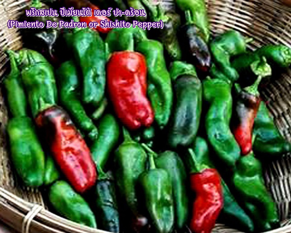พริกสเปน ปีเมียนโต้ เดอร์ ปา-ดร้อน (Pimiento De Padron or Shishito Pepper) ชิชิโต้ (Shishito)