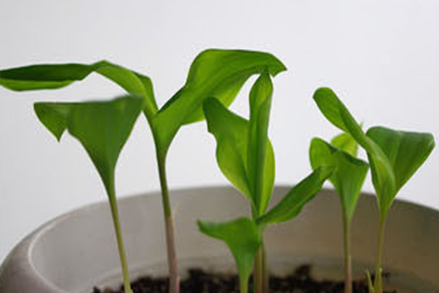 หัวดอกดอกหยาดหิมะ (Snow Drop) หรือ ดอกไม้แห่งความหวัง (Flower of Hope)