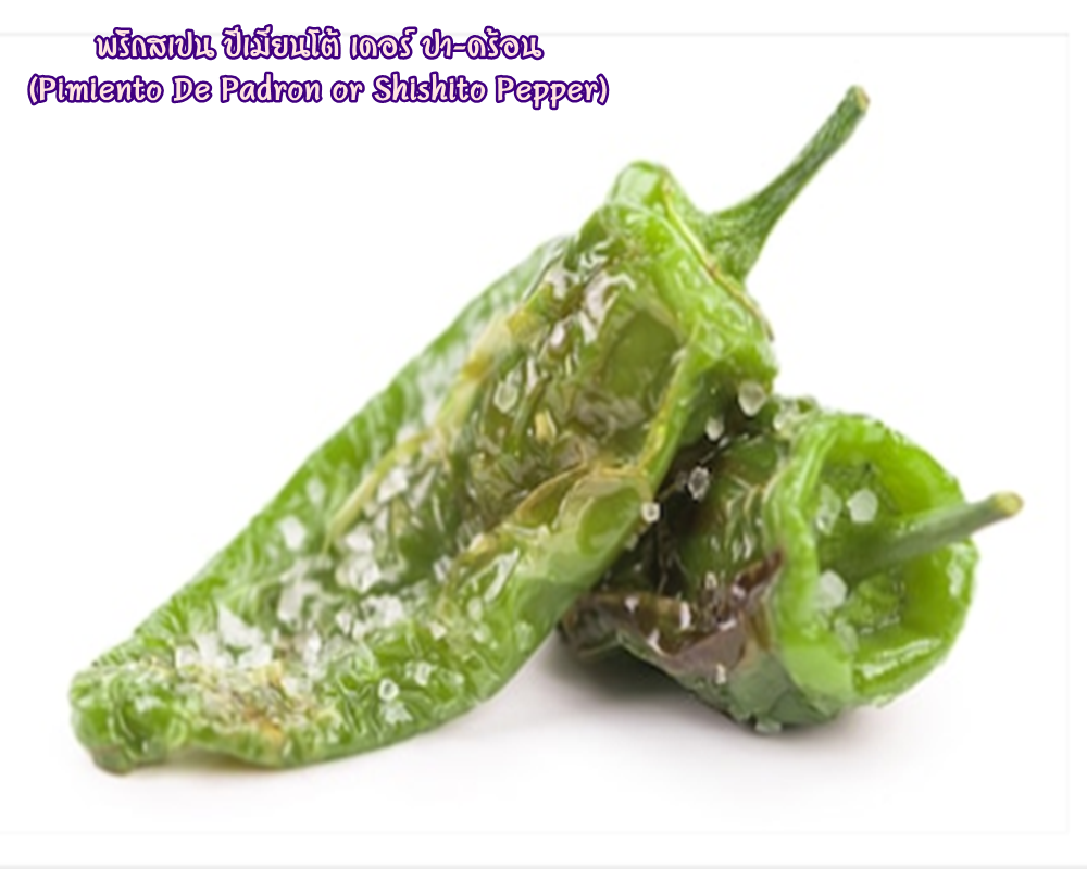 พริกสเปน ปีเมียนโต้ เดอร์ ปา-ดร้อน (Pimiento De Padron or Shishito Pepper) ชิชิโต้ (Shishito)