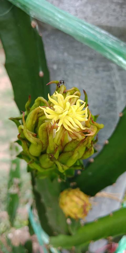 ต้นกล้า แก้วมังกรเหลืองอิสราเอล (Yellow Dragon fruit from Israel)
