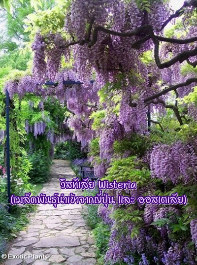 เมล็ดวิสทิเรีย (Wisteria)