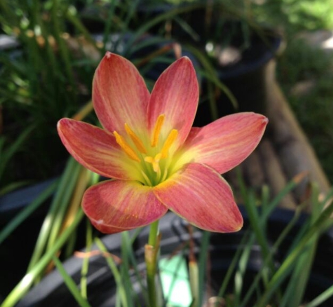 บัวดิน มีทั้งของในประเทศ และนอกประเทศ (มีทั้งราคาเป็นชุด และ ราคาต่อ 1 หัว เลือกชมได้เลยนะคะ)