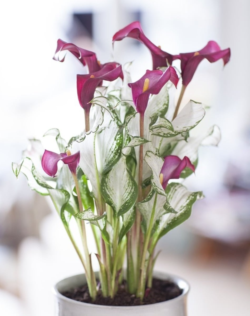 คาล่า ลิลลี่ Calla Lily หัวพันธุ์ พร้อมปลูกจากประเทศฮอลแลนด์ ปลูกง่าย ออกดอกทั่วไทย *** กรุณาเลือกแบบทั่ต้องการ หัว หรือ ต้น ด้วยนะคะ ***