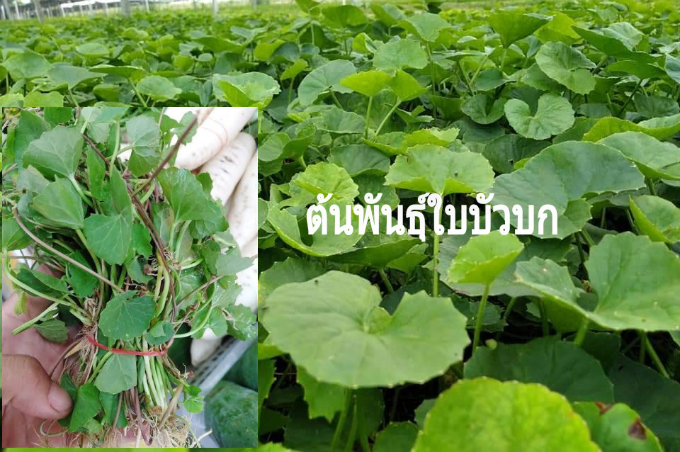 ต้นกล้าพันธุ์ใบบัวบก ต้นใบบัวบกพืชสมุณไพร ตามภาพ กำ