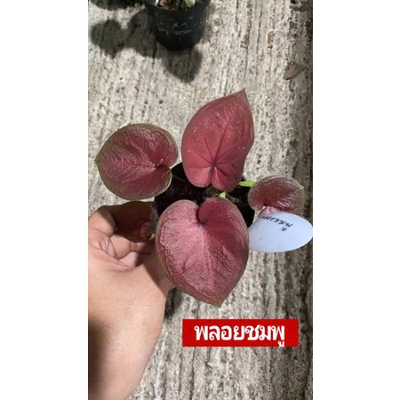 "บอนสี พลอยชมพู ดินภูเขาไฟ บุรีรัมย์" บอนสีราชินีแห่งไม้ใบ ส่งพร้อมกระถางพลาสติก ใบเหลืองจากการขนส่งให้ตัดใบออก ตามภาพ 4"