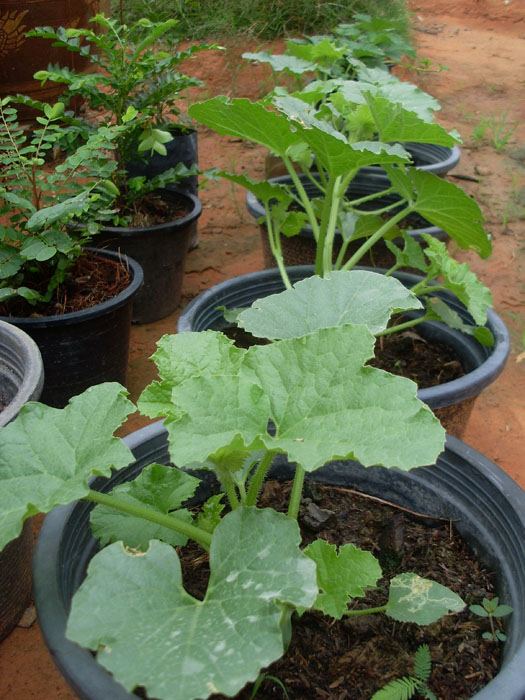 แตงโมจิ๋วลูกกลม สีเหลือง (OP)