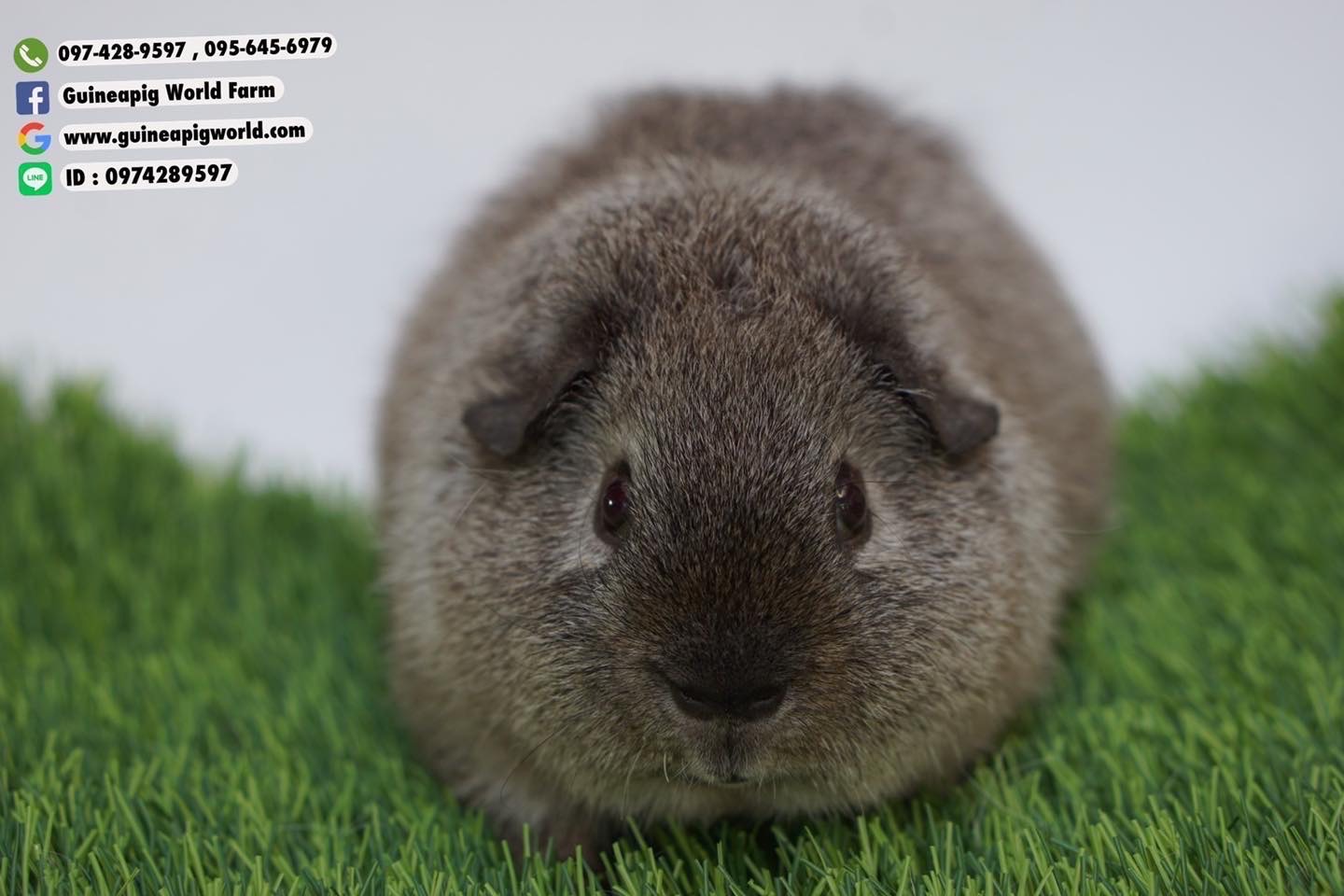 Teddy/Silver Agouti California(ภาพนี้โชว์ถ้าต้องการเลี้ยงไปที่หมวด"แกสบี้พร้อมจองและพร้อมไปอยู่กับครอบครัวใหม่"ค่ะ