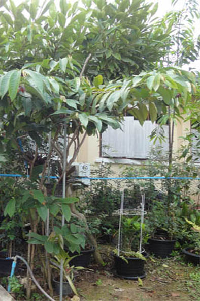 สายหยุดไส้ม่วง หรือ สาวสายม่วง