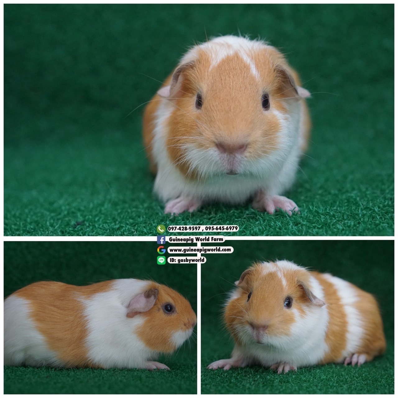 AM0823 American/ผู้/โบรกเค่นครีม/พ่อแม่นำเข้า/โครงสร้างดี/มาร์คหน้าหล่อน่ารักกินเก่งน่ารักแข็งแรง/ราคา3,800(ปกติ6,800)ชอบโอนจองก่อนได้ก่อนทักไลน์ gasbyworld แจ้งข้อความน้องพร้อมย้ายบ้านค่ะ