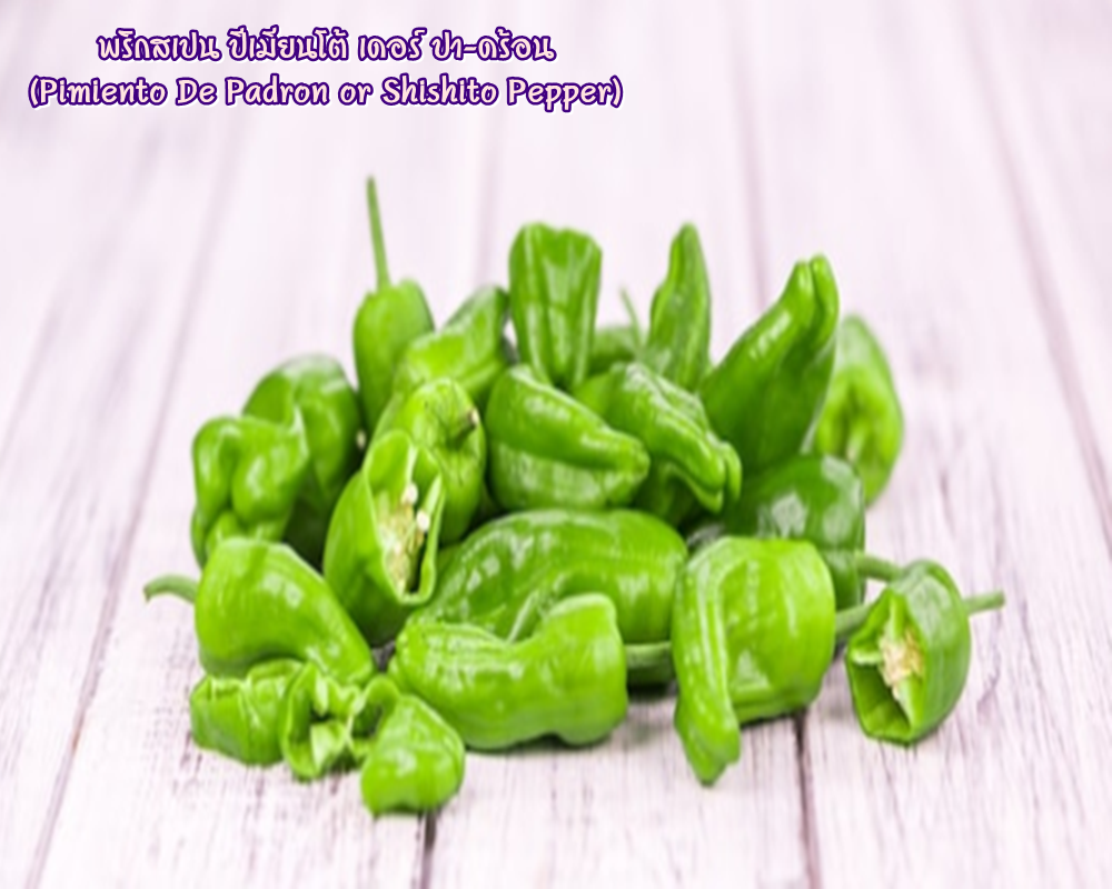 พริกสเปน ปีเมียนโต้ เดอร์ ปา-ดร้อน (Pimiento De Padron or Shishito Pepper) ชิชิโต้ (Shishito)