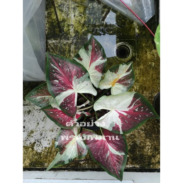 "บอนสี พรหมพิมาน นภูเขาไฟ บุรีรัมย์" บอนสีราชินีแห่งไม้ใบ ส่งพร้อมกระถางพลาสติก ใบเหลืองจากการขนส่งให้ตัดใบออก ตามภาพ 4"