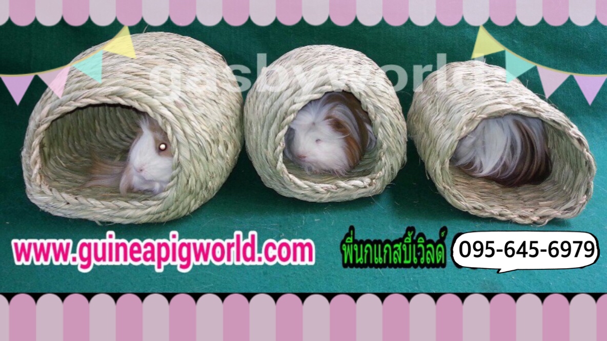 หญ้าทิโมธีสานทรงอุโมงค์แบบทะลุ(ขนาดประมาณ 26x24xh.13-14cm.)