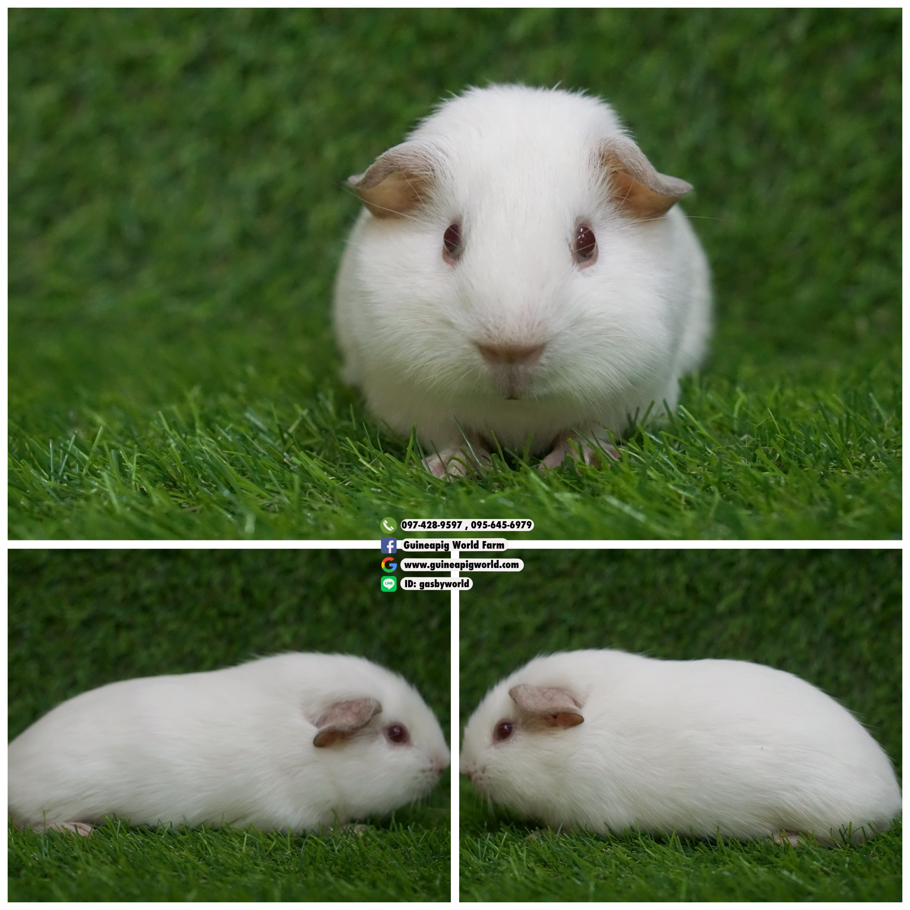 AM0812 American/ผู้/ไวท์/พ่อแม่นำเข้า/โครงสร้างดี/ขนเงาวิบวับ/หน้าหล่อน่ารักกินเก่งน่ารักแข็งแรง/ราคา2,800(ปกติ 4,800)ชอบโอนจองก่อนได้ก่อนทักไลน์ gasbyworld แจ้งข้อความน้องพร้อมย้ายบ้านค่ะ
