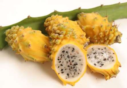 กิ่งชำ แก้วมังกรเหลืองโคลัมเบีย (Yellow Fruit Pitaya from Colombia) ตรงตามสายพันธุ์แท้ 100%