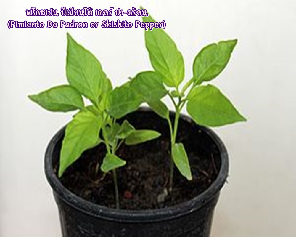 พริกสเปน ปีเมียนโต้ เดอร์ ปา-ดร้อน (Pimiento De Padron or Shishito Pepper) ชิชิโต้ (Shishito)