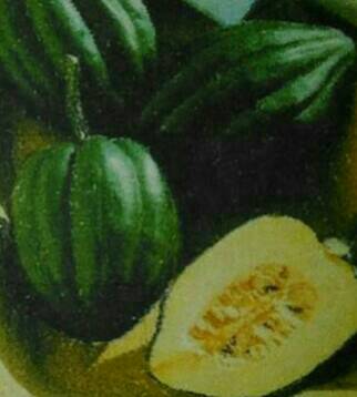 ฟักทองราชินี (Table Queen) หรือ ฟักทองอะคอน Acorn Squash