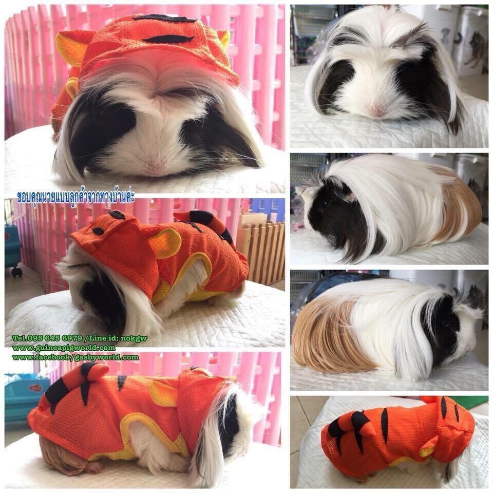 ชุดแฟชั่นมีฮู้ดนำเข้า เนื้อผ้าบางเบาโปร่งเป็นรูปสัตว์น่ารัก ๆ แบบต่าง ๆ ยอดนิยม