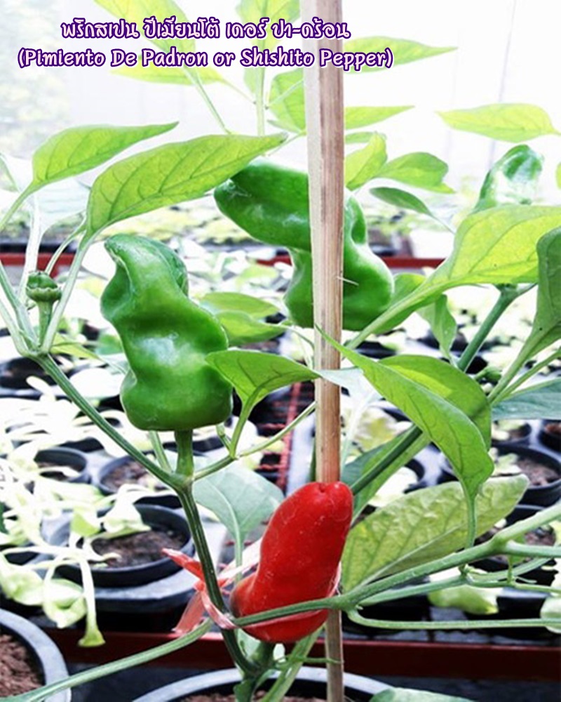พริกสเปน ปีเมียนโต้ เดอร์ ปา-ดร้อน (Pimiento De Padron or Shishito Pepper) ชิชิโต้ (Shishito)