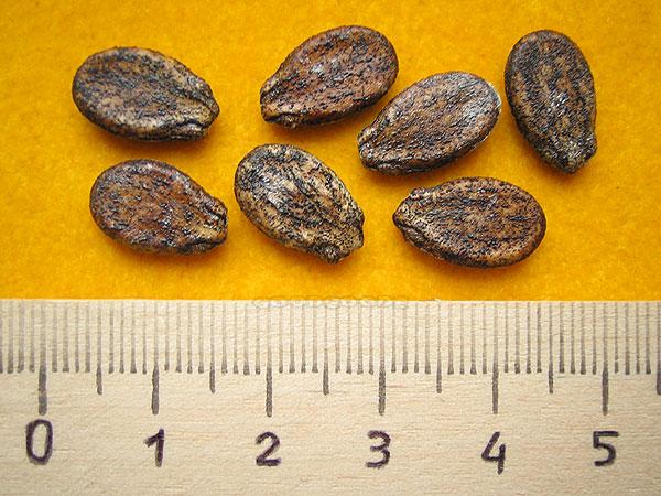 แตงโมจิ๋วลูกกลม สีเหลือง (OP)