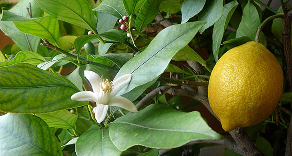 ออสเตรเลียน เลมอน (australian Lemon)