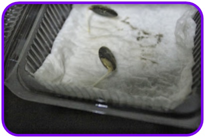 แตงหูฉลาม (Shark fin melon) อร่อยเหมือนหูฉลาม (เมล็ด)