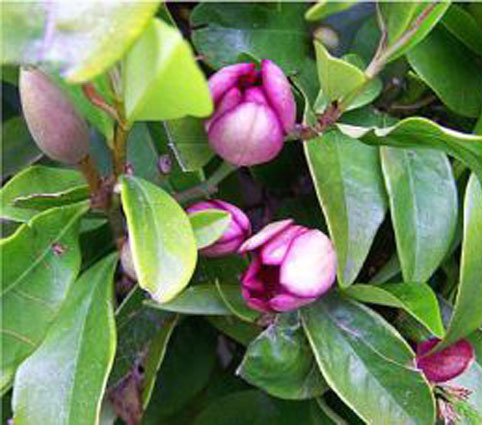 จำปีแขก แดง