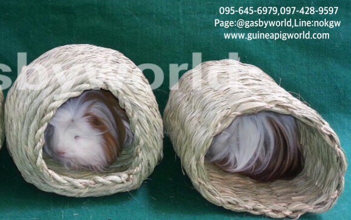 หญ้าทิโมธีสานทรงอุโมงค์แบบทะลุ(ขนาดประมาณ 26x24xh.13-14cm.)