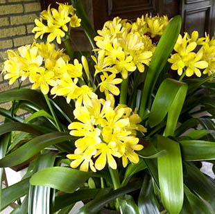 คลิเวีย Clivia (5 เมล็ด/ซอง)