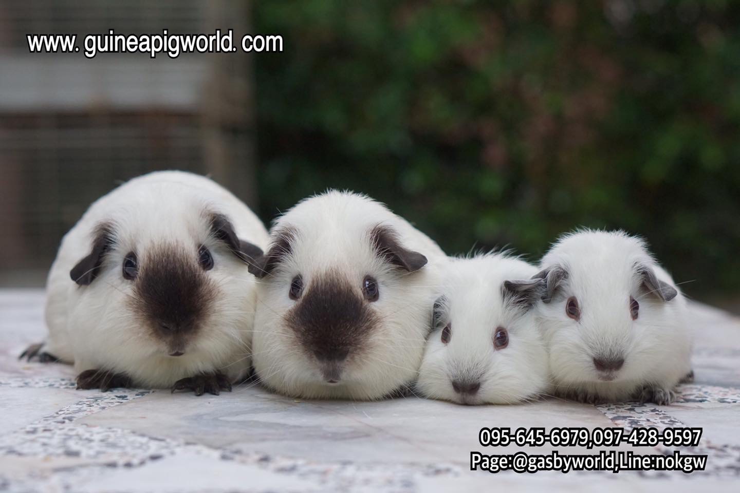 American/White California(ภาพนี้โชว์ถ้าต้องการเลี้ยงไปที่หมวด"แกสบี้พร้อมจองและพร้อมไปอยู่กับครอบครัวใหม่"ค่ะ