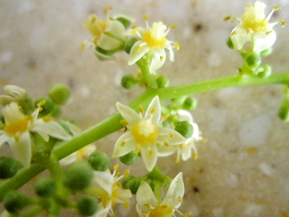 มะกอกฝรั่ง ผลยักษ์ (Ambarella Giant)