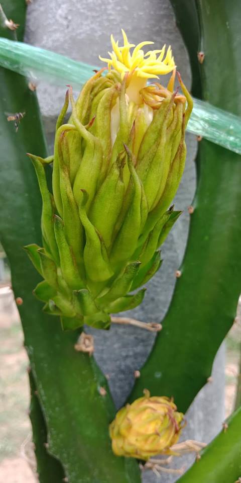 ต้นกล้า แก้วมังกรเหลืองอิสราเอล (Yellow Dragon fruit from Israel)