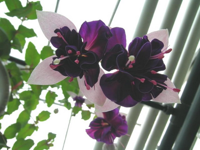 ตุ้มหูนางฟ้า หรือ ฟูเซีย หรือ ฟุกเซีย หรือ ฟิวเซีย หรือ ดอกโคมญี่ปุ่น (Fuchsia) คละสี