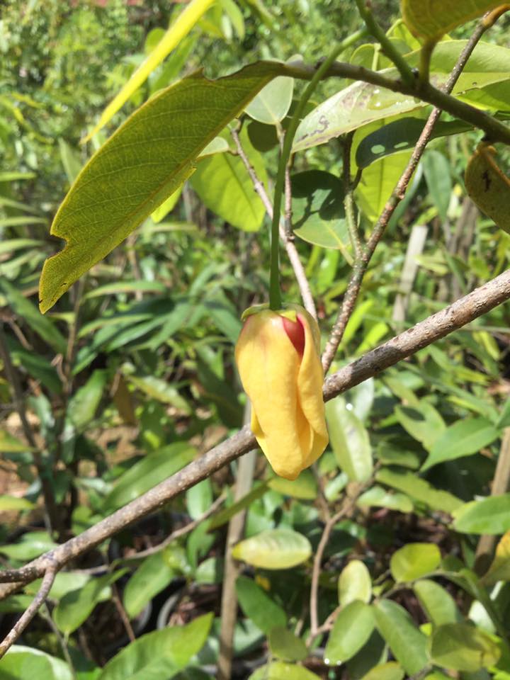 สายหยุดไส้ม่วง หรือ สาวสายม่วง