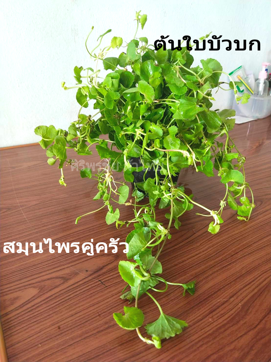 ต้นกล้าพันธุ์ใบบัวบก ต้นใบบัวบกพืชสมุณไพร ตามภาพ กำ