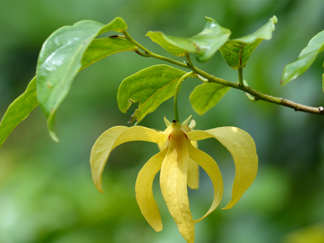 สายหยุด