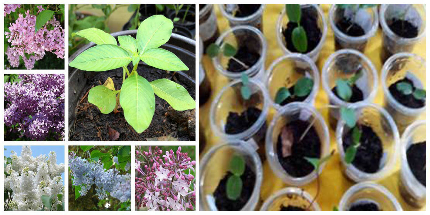 ไลแลค (Lilac) หรือ ไซรินยา (Syringa) หรือ ฟรี่แดร์ (Flieder)