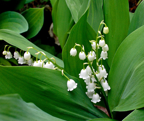 หัวดอก ลินลี่แห่งขุนเขา (Lily of the Valley) ระฆังแก้ว หรือ ทิงเกอร์เบล (หมดชั่วคราว)
